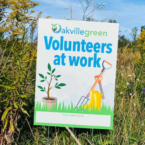 WSC nature cleanup